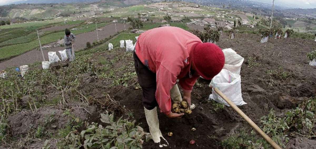 Los agricultores madrugaron para sacudir las plantas y as&iacute; evitar el calcinamiento de hojas, flores y tallos.