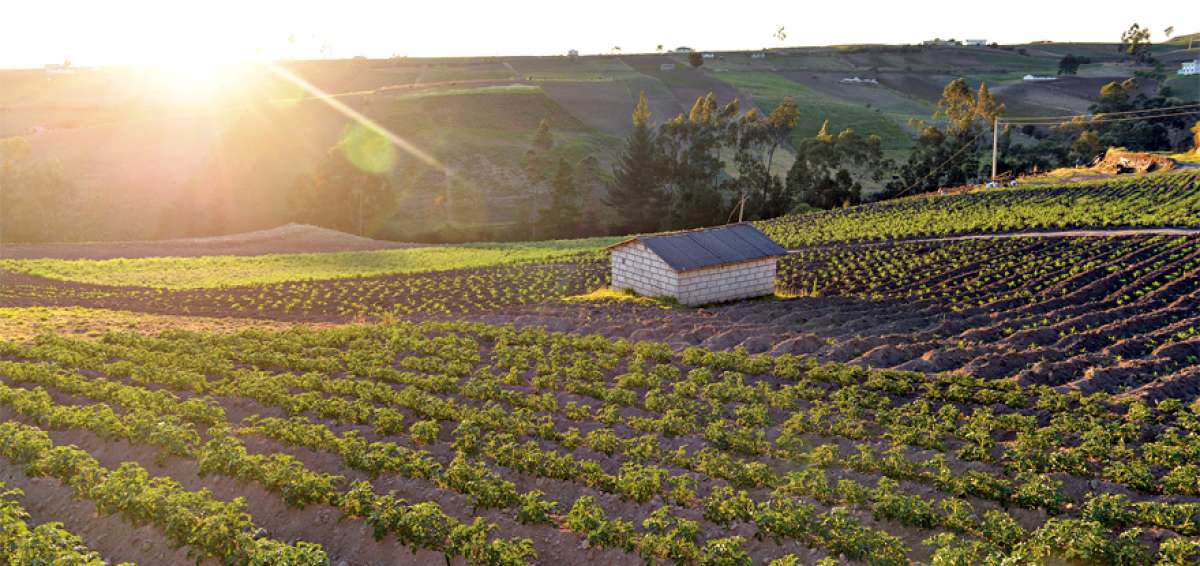 La habilitaci&oacute;n del campo de multiplicaci&oacute;n de semillas certificadas garantiza cultivos m&aacute;s resistentes a plagas y combinables con otras plantas.