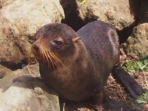 MAE recupera lobo marino en Esmeraldas