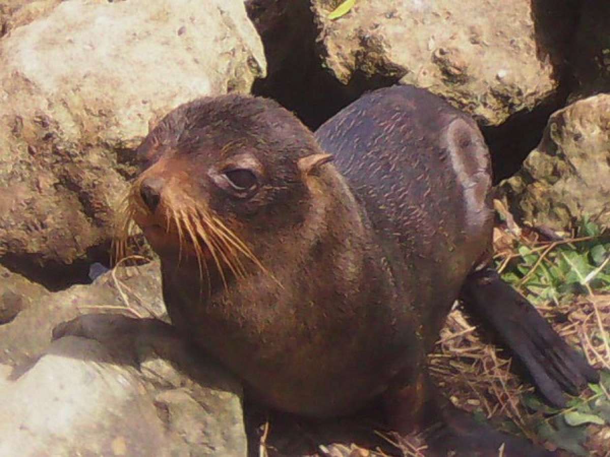 MAE recupera lobo marino en Esmeraldas
