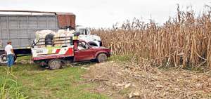 Los peque&ntilde;os y medianos productores se han beneficiado con la venta directa de ma&iacute;z al sector p&uacute;blico, entre el 28 de abril y 18 de junio de este a&ntilde;o. Foto: Cortes&iacute;a
