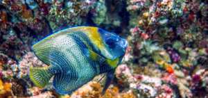 Los arrecifes y comunidades coralinas son h&aacute;bitat para la reproducci&oacute;n de peces. 