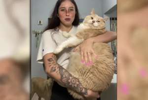 El video de un gato gigante se ha vuelto viral en Tik Tok.