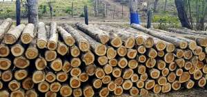 Ecuador recibe una pr&oacute;rroga de India para continuar con sus env&iacute;os de teca