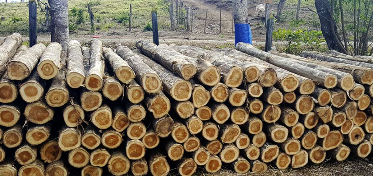 Ecuador recibe una pr&oacute;rroga de India para continuar con sus env&iacute;os de teca