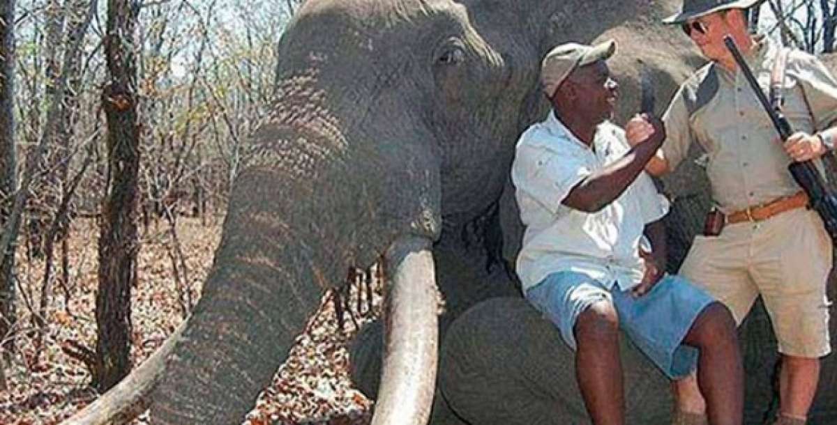 Cazador alem&aacute;n mata a un elefante, "tesoro nacional" de Zimbabue