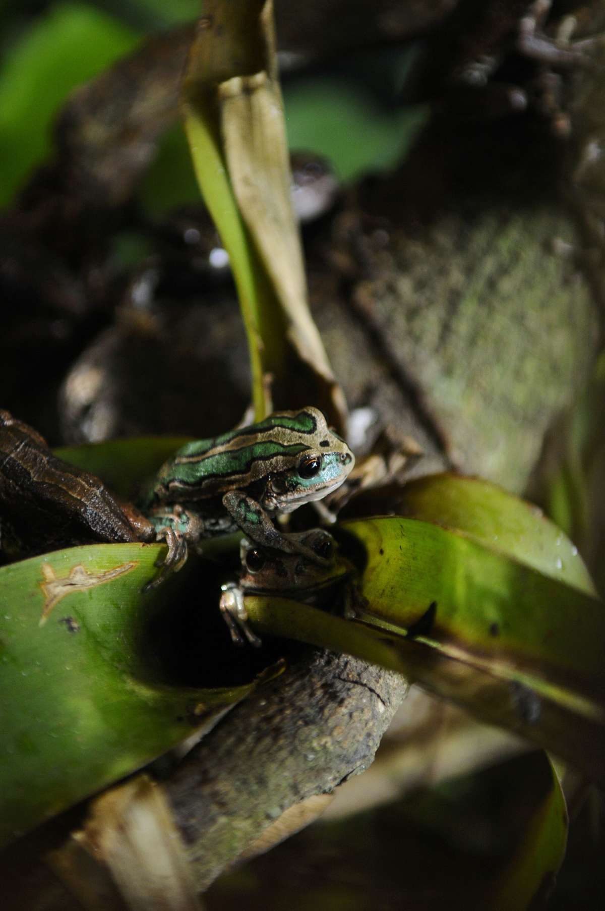 &ldquo;Neotropical Biodiversity&rdquo; tendr&aacute; 2 publicaciones al a&ntilde;o