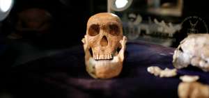 Un estudio ha revelado la existencia del Homo naledi, un humanoide sorprendente, dotado al mismo tiempo de caracter&iacute;sticas de viejas especies con millones de a&ntilde;os.
