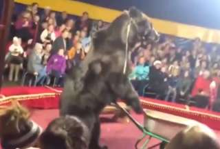 Un oso atacó a su domador en pleno número de circo en Rusia