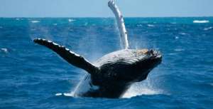El periodo de avistamiento de ballenas jorobadas surge entre los meses de agosto y octubre.