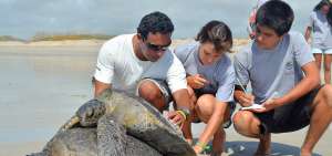 Voluntarios participan en el monitoreo de las tortugas.