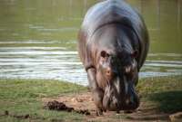 Un hipopótamo tragó medio cuerpo de un niño de dos años y luego lo escupió