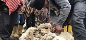 La exportaci&oacute;n se efect&uacute;a una vez que Agrocalidad certific&oacute; el primer env&iacute;o de Chimborazo a Uruguay de lana esquilada de oveja.