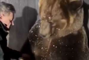 Un oso se volvi&oacute; viral en redes sociales.