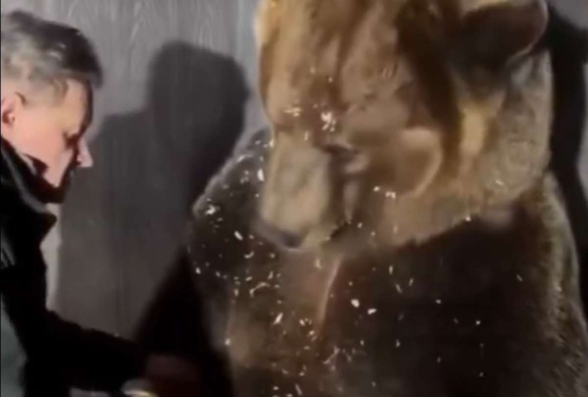 Un oso se volvi&oacute; viral en redes sociales.