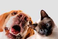 ¿Animales de compañía en un testamento?
