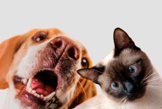 ¿Animales de compañía en un testamento?