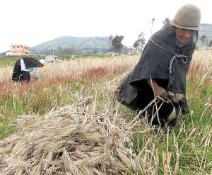 LA M&Aacute;CHICA SE PROCESA EN BELLAVISTA