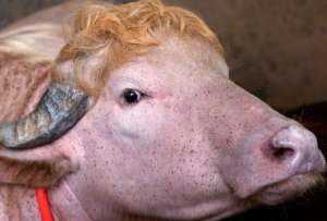 Un b&uacute;falo albino es similar al presidente Donald Trump.  