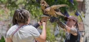 Los espectadores que acuden a este sitio natural pueden tener en sus manos a las lechuzas. La especie de antifaz que poseen y sus peque&ntilde;as plumas sensitivas les permiten cazar en silencio, guiadas tan solo por su o&iacute;do.   