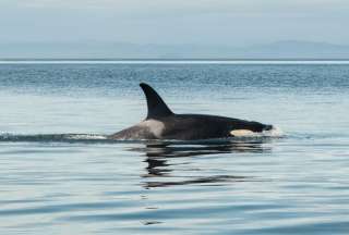 Graban por primera vez a un grupo de orcas depredando a un tiburón blanco