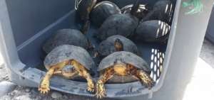 Rescatan 38 tortugas transportadas de forma ilegal en bus