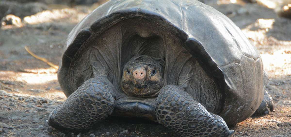 Tortuga que se cre&iacute;a extinguida sobrevivi&oacute; con poca alimentaci&oacute;n