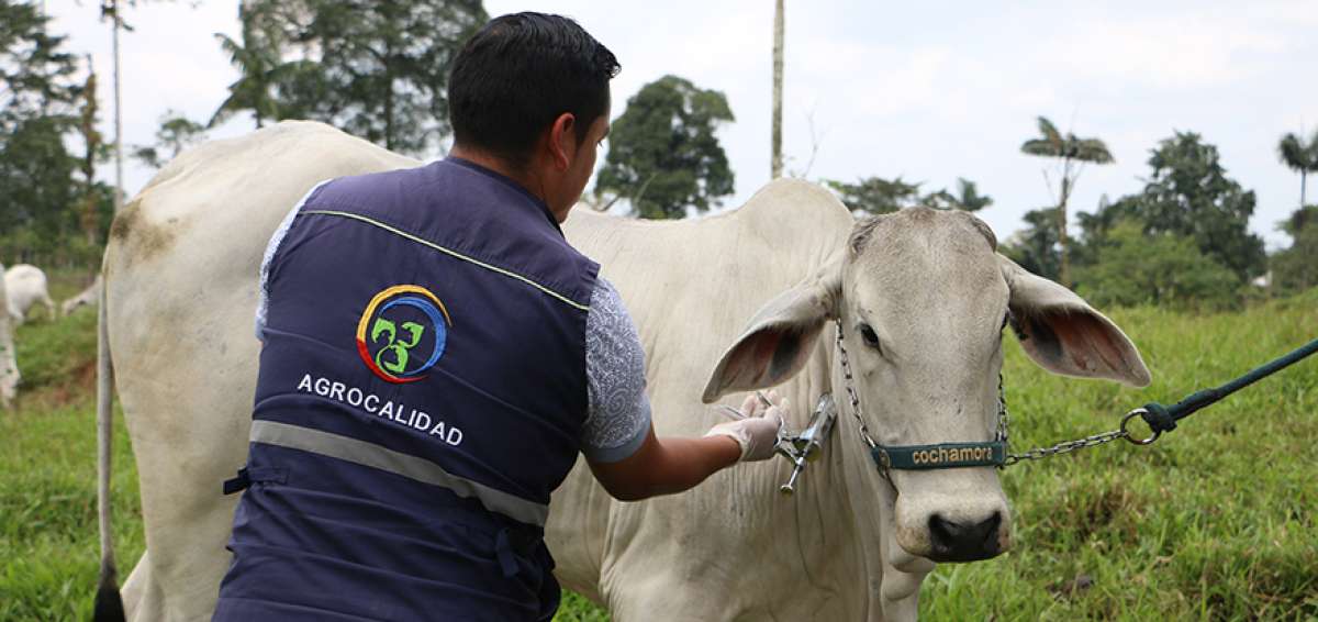 Desde agosto de 2011 no se registran en el pa&iacute;s nuevos brotes de fiebre aftosa, lo que significa 94 meses sin la presencia de la enfermedad.   