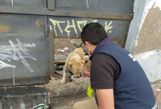 Perrito fue rescatado luego del fallecimiento de su dueño que era un habitante de la calle