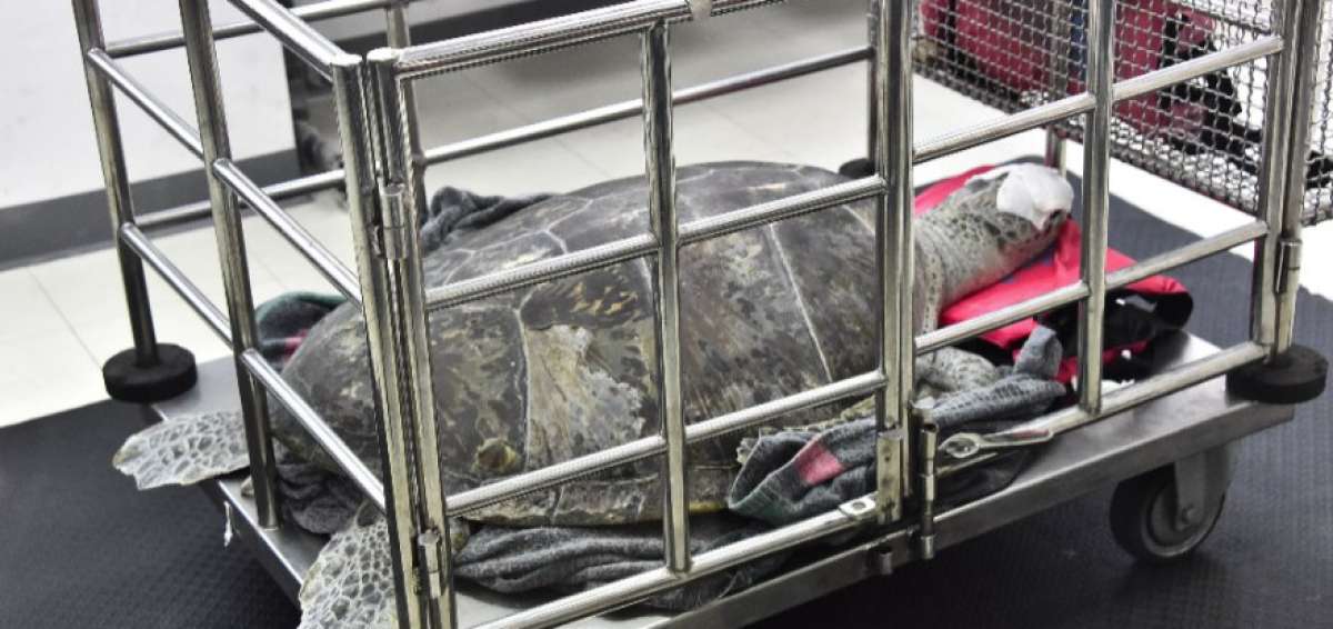 Extraen 915 monedas del est&oacute;mago de una tortuga en Tailandia
