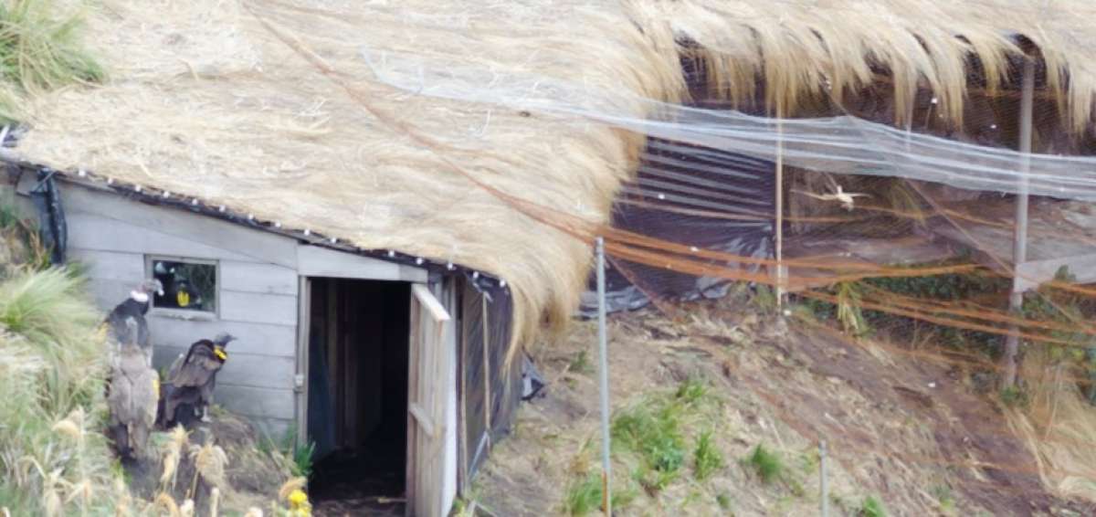 Tres c&oacute;ndores nacidos bajo cuidado humano ya son libres