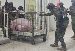 Encuentran gallos de pelea y cerdos en la Cárcel de Santo Domingo