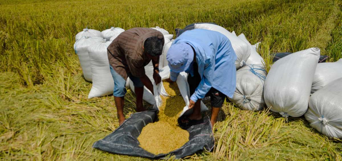 Son los arroceros y los maiceros los que mayoritariamente solucionaron los problemas en sus cultivos a trav&eacute;s de las p&oacute;lizas de seguro agr&iacute;cola.