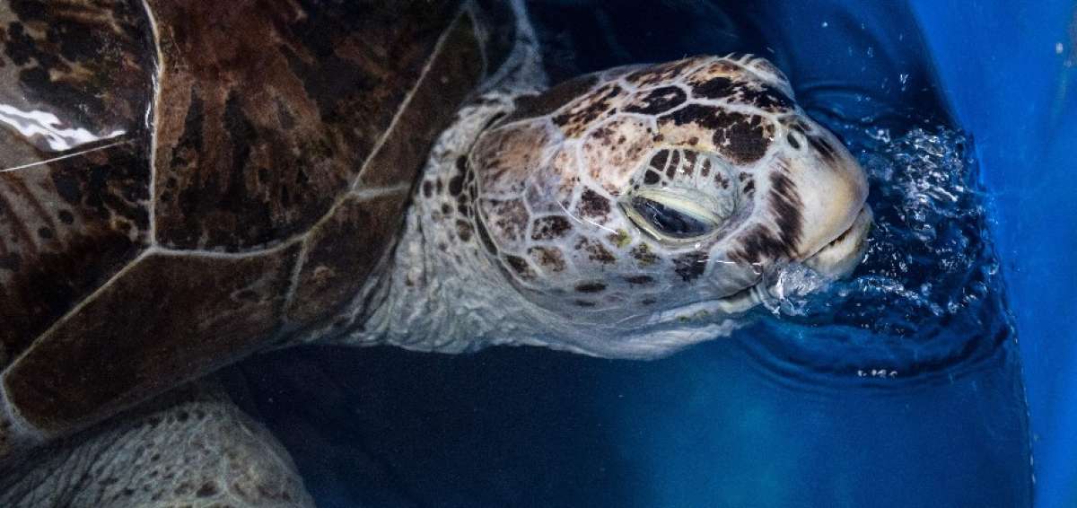 Fallece la tortuga tailandesa que se trag&oacute; centenares de monedas
