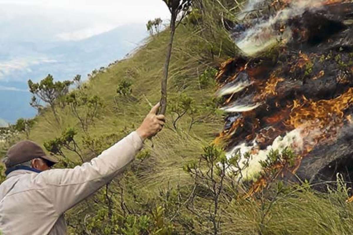 Los pajonales dentro de los p&aacute;ramos naturales son m&aacute;s propensos a las quemas provocadas. Foto: Elizabeth Maggi / para El Tel&eacute;grafo
