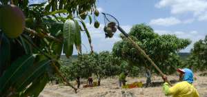 Alrededor de 250 trabajadores son parte de la actual cosecha de mango de la empresa CCMangos.