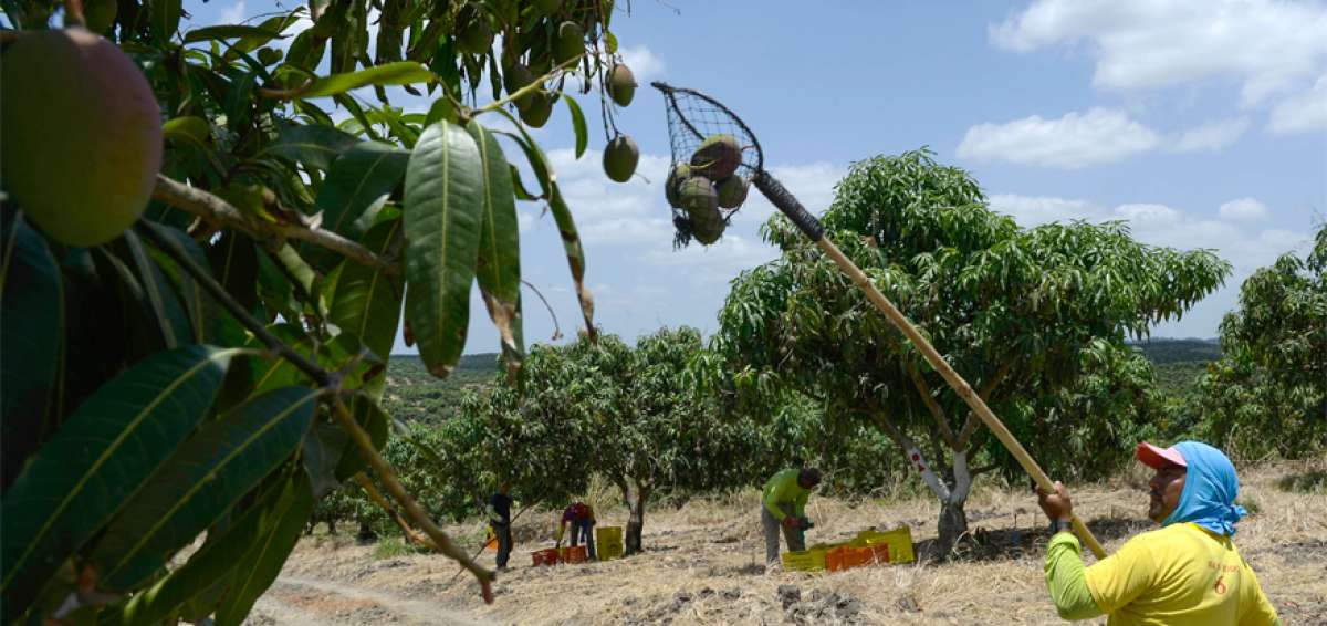 Alrededor de 250 trabajadores son parte de la actual cosecha de mango de la empresa CCMangos.