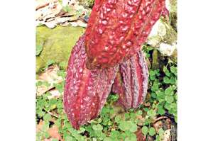 Cacaoteros reciben apoyo en J. Calle