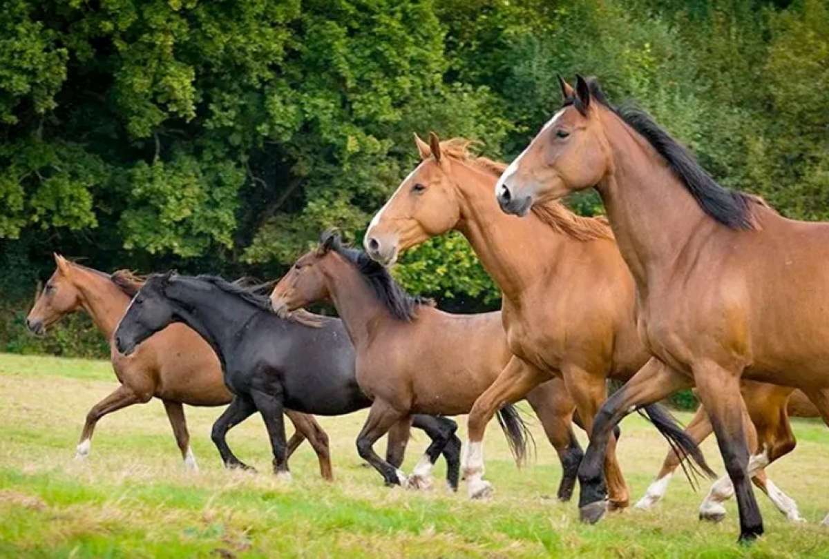Agrocalidad alerta sobre propagación de influenza equina y pide evitar movilización de caballos