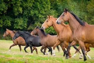 Agrocalidad alerta sobre propagación de influenza equina y pide evitar movilización de caballos
