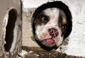 Lola, una cachorrita, fue liberada tras quedar atrapada en el tubo de una pared. 