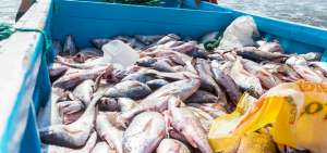 Pescadores ya tienen rutas seguras