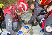 Rescate del perrito Chau´pi después de un incendio forestal.