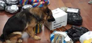 Agentes caninos localizaron la droga tras las inspecciones.
