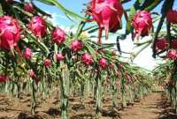 En Ecuador existen 7.216,73 hectáreas de producción de pitahaya.