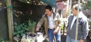 Ecuatoriano logra germinaci&oacute;n de m&aacute;s de 8.000 plantas de palma de cera