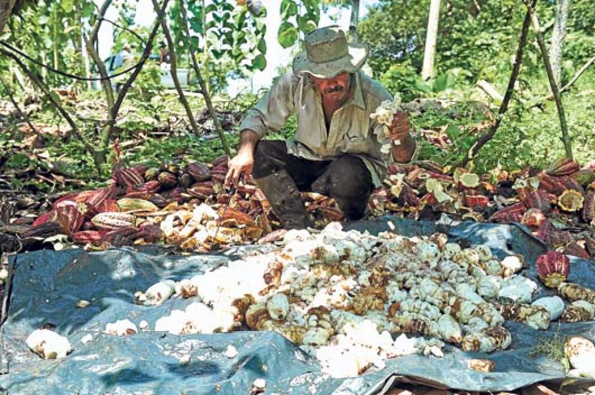 El a&ntilde;o pasado en la provincia de El Oro se podaron 1.637 hect&aacute;reas de cultivos de cacao. Foto: Cortes&iacute;a.