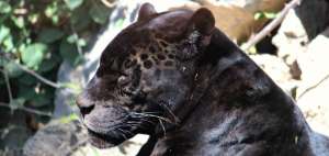 La gen&eacute;tica de los jaguares
