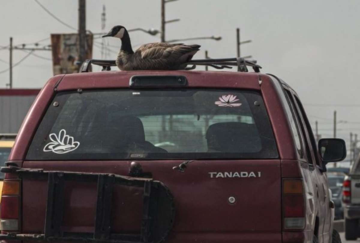 El ganso iba tranquilamente sobre el carro.
