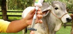Senae intensifica controles por brotes de fiebre aftosa en Colombia